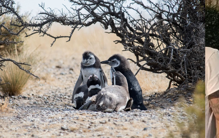Punta Tombo: Conicet confirmó el alto impacto ambiental de la matanza de pingüinos
