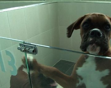 Buscan clonar las mascotas para que sean eternas