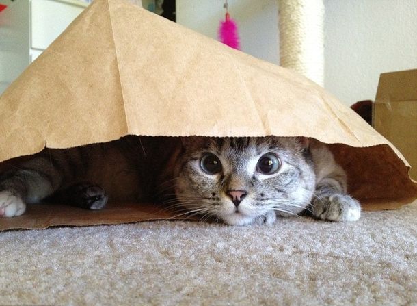 Una gatita se convirtió en la nueva reina de los virales felinos en internet