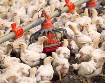 Gripe aviar: 240 mil gallinas muertas en Río Negro y Mar del  Plata