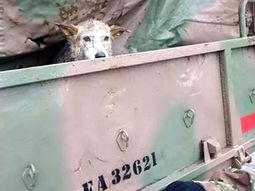 La conmovedora historia de una mascota perdida en el temporal