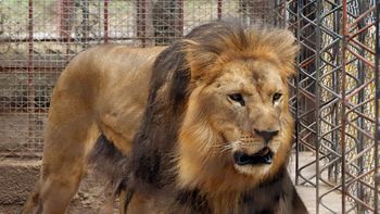 Esta es la leona que se murió en el zoológico Esta es la leona que se murió en el zoológico