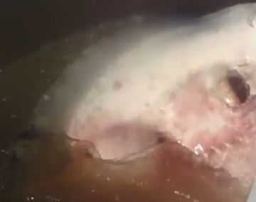 Pescan en Entre Ríos una gigantesca raya de 150 kilos