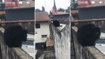 Mono suelto en Quilmes Mono suelto en Quilmes