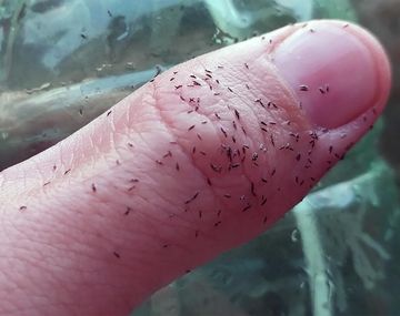 Cómo combatir los bichitos negros que invaden Buenos Aires
