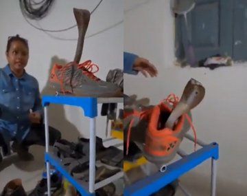 VIDEO: encontró una cobra gigante dentro de su zapatilla 