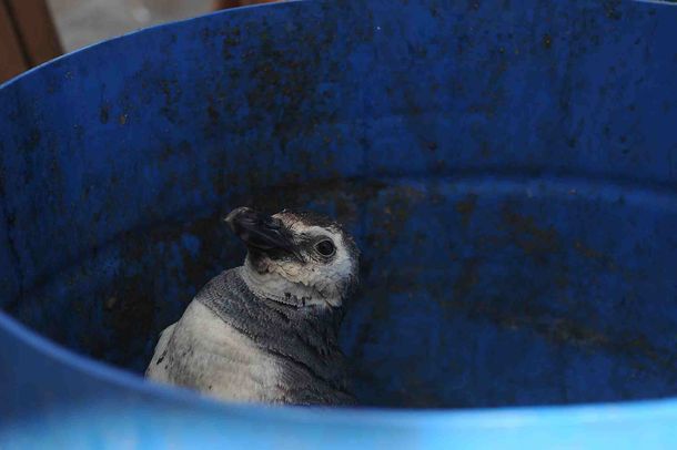 Un pingüino fue rescatado en una playa de Mar del Plata