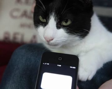 El gato con el ronroneo más alto