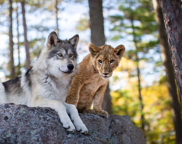 La película francesa ideal para mirar con toda la familia