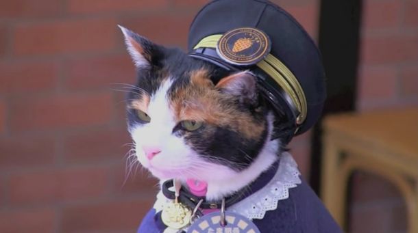 Dolor en Japón por la muerte de la gata que era jefa de una estación del tren