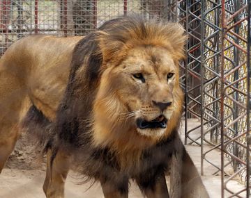 Esta es la leona que se murió en el zoológico
