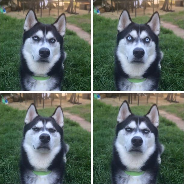 Este perro es pura decepción después de que su dueña le hiciera una broma