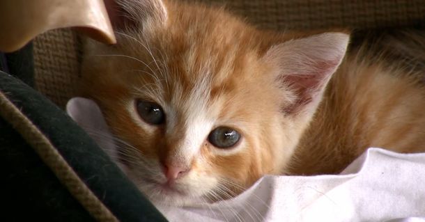Lanzan el primer festival de videos de gatos en Internet