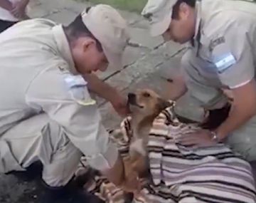 Se busca familia: prefectura rescató a un perro que cayó al agua y piden por sus dueños