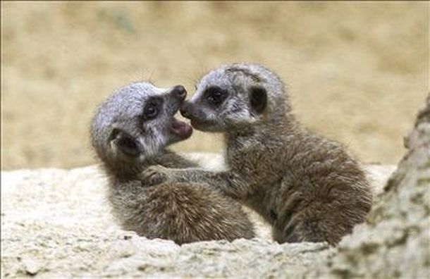 Animalitos
