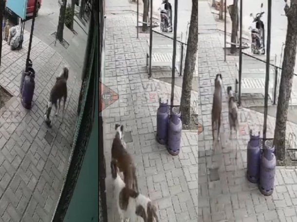 ¡In fraganti! El gracioso video de dos perros robándose mercadería de un kiosco