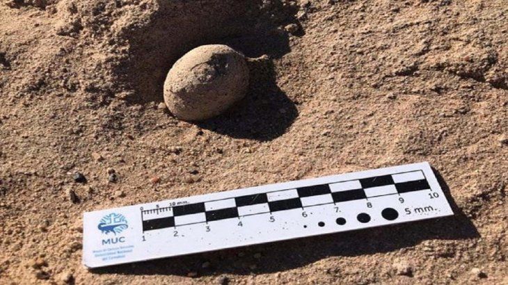 Neuquén: encontraron nidos de huevos de dinosaurios