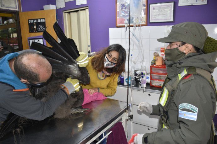VIDEO: Rescataron un cóndor herido en las Montañas de Epuyén
