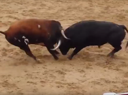 video: dos toros murieron en un tremendo choque de cabezas video: dos toros murieron en un tremendo choque de cabezas