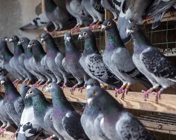 &nbsp;El sencillo método con un ingrediente fácil de acceder para ahuyentar palomas sin lastimarlas