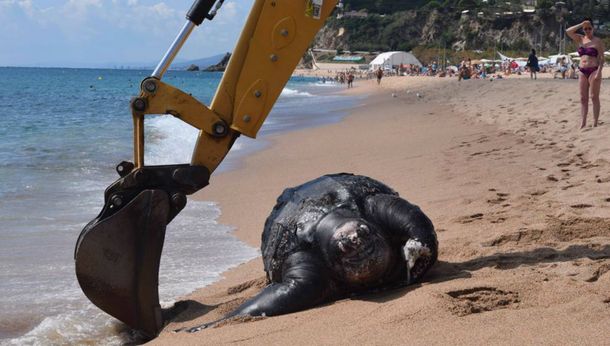La enorme tortuga laúd apareció muerta en una playa catalana