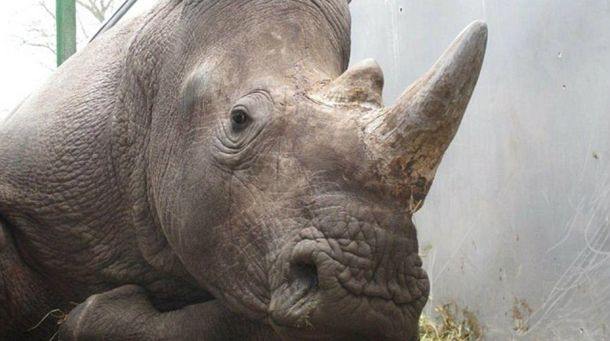 Los cazadores se llevaron el cuerno del rinoceronte