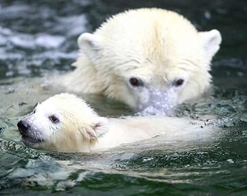Un cachorro de oso polar en Wilhelma, Alemania