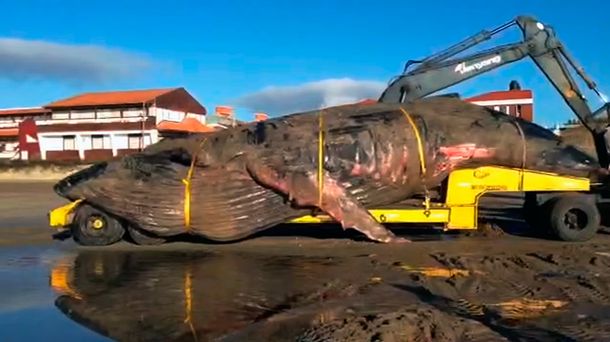 Inmensa tristeza: así trasladaron a la ballena que murió en Mar del Tuyú