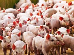 Revelaron que un coronavirus porcino puede replicarse en humanos