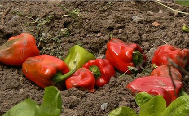 ¿Qué quería cocinar? La policía lo detuvo cuando huía con 40 kilos de morrones