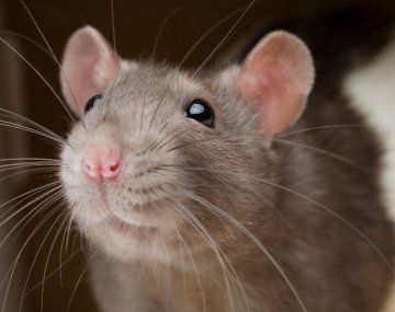 Descubren que las ratas son buenas y simpáticas