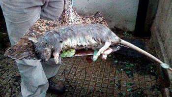 una rata gigante aparecio en una escuela primaria de parana una rata gigante aparecio en una escuela primaria de parana