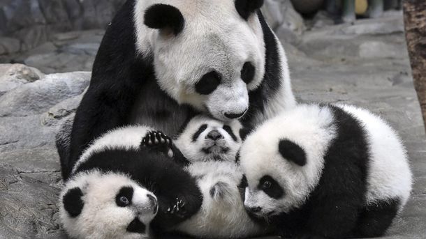 ¡Una buena noticia! El panda gigante ya no está en peligro de extinción