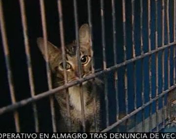 Una mujer vivía con más de 40 gatos