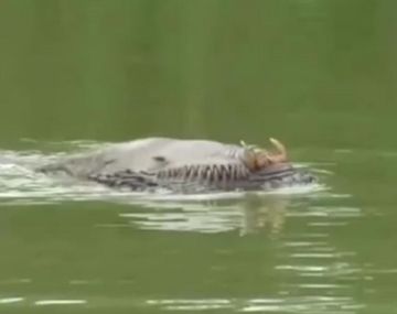 Extraña criatura en un río de Brunéi