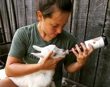 Voluntarios para abrazar y mimar  cabras bebés