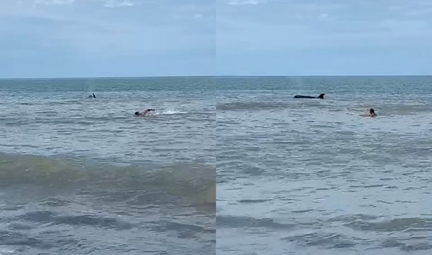 VIDEO: Después de los tiburones, apareció una orca en Monte Hermoso
