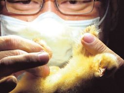 un trabajo de 43.000 pesos que nadie quiere un trabajo de 43.000 pesos que nadie quiere