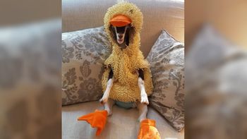 Polly ama su disfraz de patito Polly ama su disfraz de patito