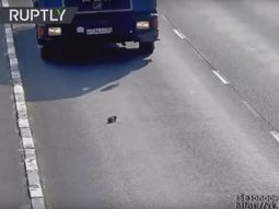 video: un gato indefenso es rescatado en una autopista video: un gato indefenso es rescatado en una autopista
