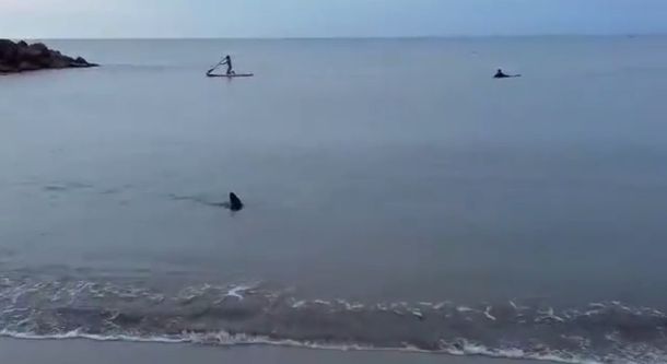VIDEO: Un tiburón apareció en la orilla de Santa Clara