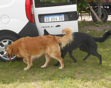 Robaron una camioneta con tres perros adentro y los dejaron morir