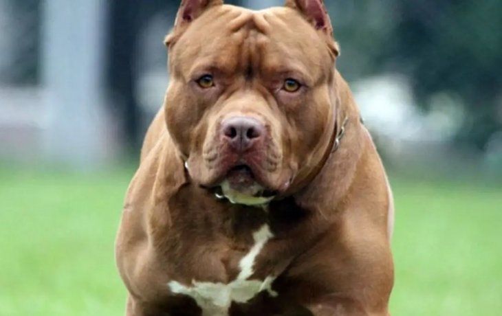 Internan a un bebé con heridas en la cara tras ser atacado por un pitbull