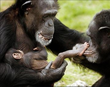 ¿Qué descubrió la ciencia sobre el sexo en 2012?