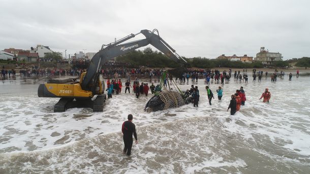 Liberaron a la ballena que estaba encallada hace dos días en Mar del Tuyú