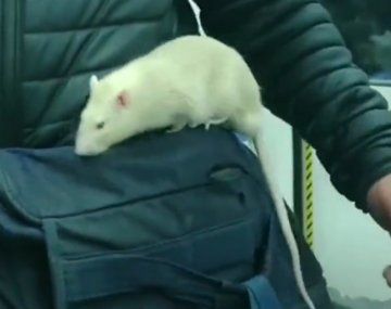 Llevó a su rata en tren para que el público le pierda el miedo