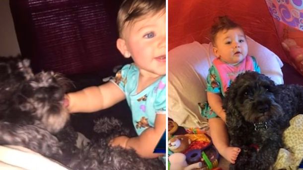 Polo, el perro héroe que salvó a una beba en un incendio