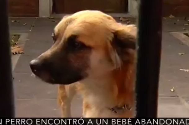 La historia de Orejón, el perro que le salvó la vida al bebé abandonado