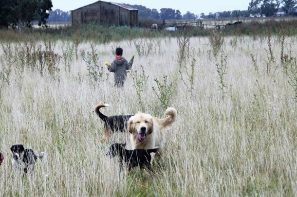 Intentaron extorsionar a la mujer que ofreció su auto para encontrar a su perro