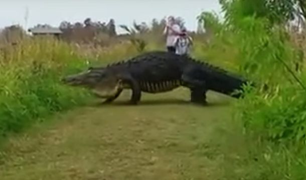 Un cocodrillo soprendió a turistas en un parque de Estados Unidos